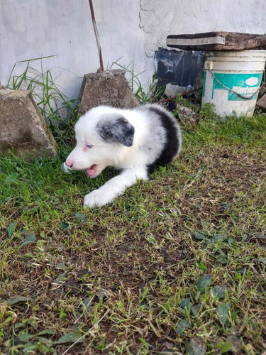 Imagen 3 de 3 de Cachorros Border Collie Mascotas Rionegro Medellin Bogotá