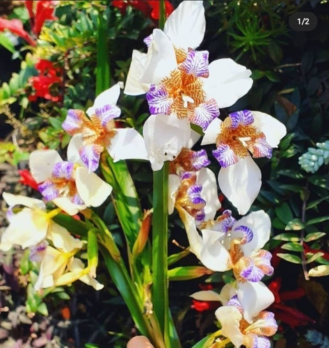 Planta Iris Branco - Flor De Lis Muda Rizoma | Parcelamento sem juros