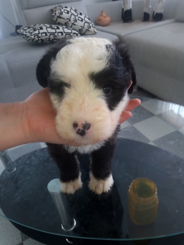 Imagen 4 de 10 de Cachorritos Viejo Pastor Ingles ( Bobtail)