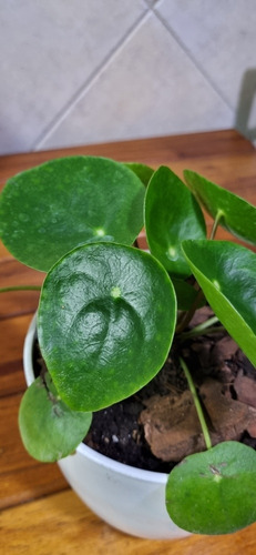 Planta Pilea Peperomioide