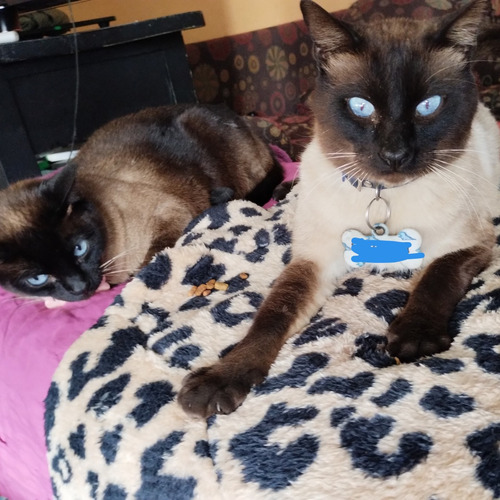 Gatitos Siamés!55 Dias! Hermosos Gatos Siameses! Retira Hoy!