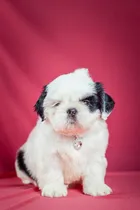 Comprar Shih Tzu Hembra: Hermosas Nenas Para Tu Hogar! Blanca Y Negra