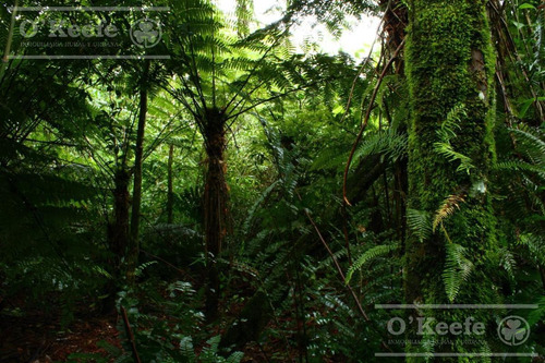 Imagen 9 de 30 de Grandes Extensiones De Bosque Nativo En Misiones - Bonos Verdes- Ideal Conservacionistas