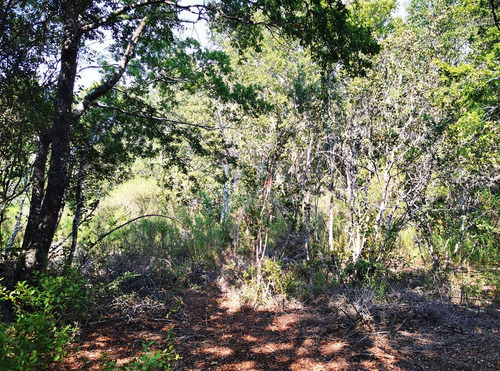Sitio En Venta En Pelluhue