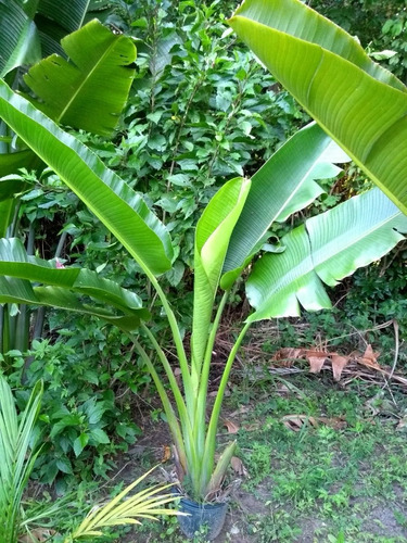 Palmeira Do Viajante 1,5m Ravenala - Retirar L Freitas - Ba