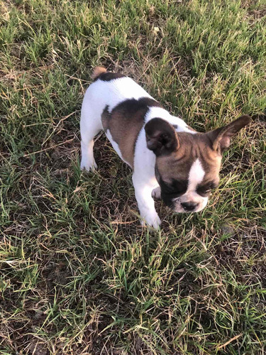 Bulldog Francés Hembra