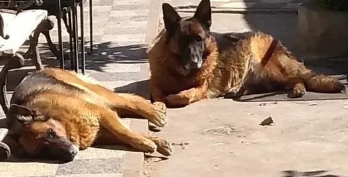 Ovejero Aleman Cachorros Excelentes (Usado)