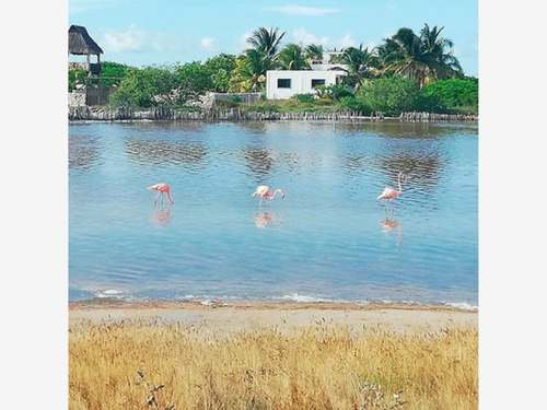 Imagen 11 de 12 de Terreno En Venta Dzidzantun