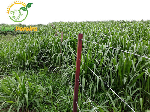 Imagem 12 de 12 de Fazenda A Venda Em Santa Maria - 1.074,48 Hectares (dupla Aptidão) - 2085