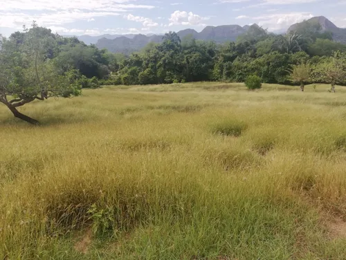 Finca Ganadera Con Nacimiento De Agua Propio