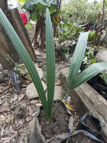 Esqueje De Palma Mexicana