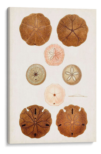 Canvas Lab Cuadro Curiosidad Costera Iii 50x75