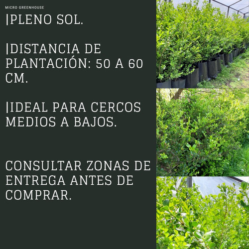 Buxus. Buxus Sempervirens. Cerco Verde.