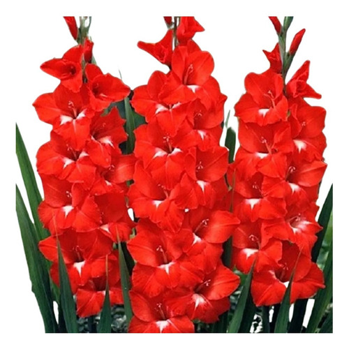 50 Bulbos De Flores Gladíolos Vermelhos | Parcelamento sem juros