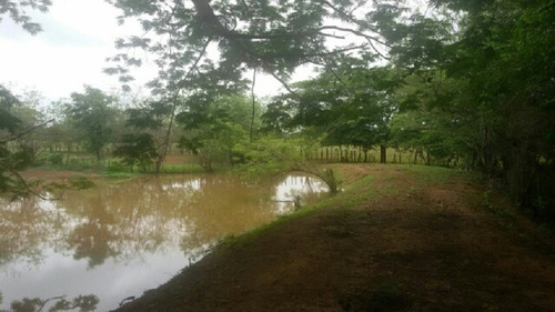 Imagen 7 de 14 de Finca En Venta En San Jose De Guaribe