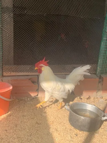 Gallo Lehgorn Americano (Usado)