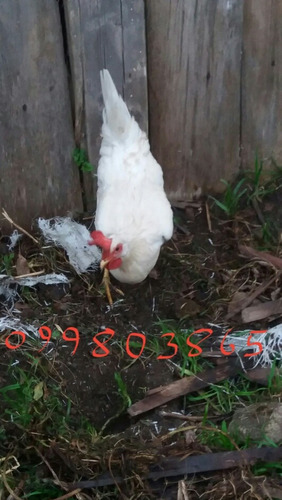 Imagen 4 de 8 de Huevos Fértiles De Legorn Y Orpington Negro , Leer Descripci