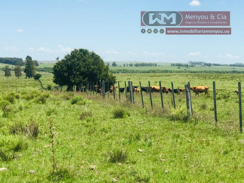 Arrendamiento Campo 3500 Hectáreas Ganaderas Paso P Dayman