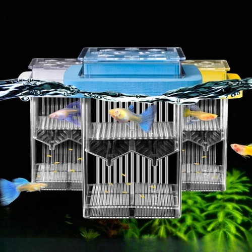 Caja De Aclimatación De La Caja Del De Guppy Caja Amarillo