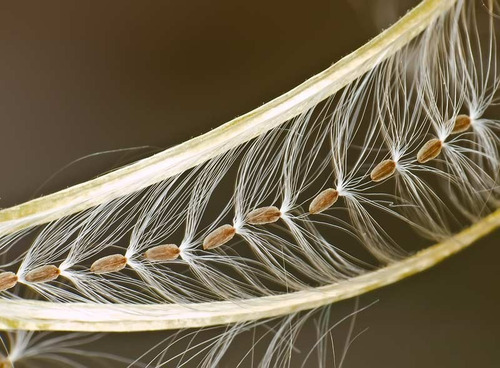 30 Semente Epilóbio Epilobium Parviflorum Prostata P/ Mudas
