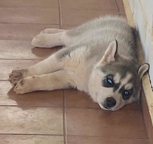 Imagem 2 de 3 de Husky Siberiano