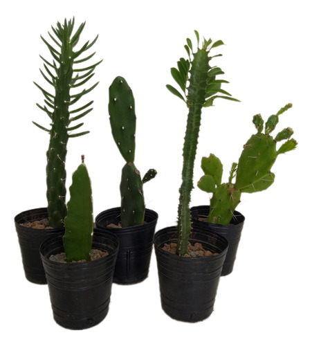 Cactus 2 Unidades Medianos A Elección