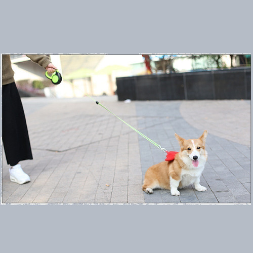 Coleira Identificação Cachorro Controle Flexível Automatica