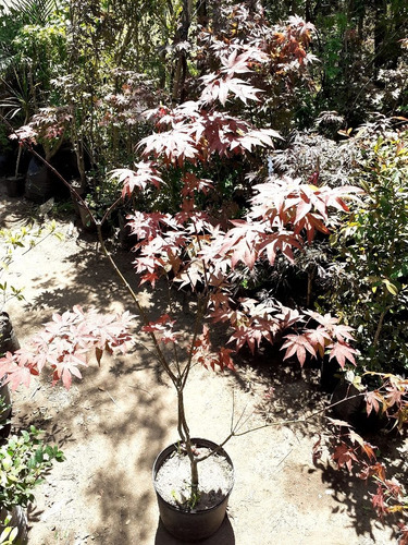 Arces Japoneses, Árboles Japoneses, Acer Coleccion 10lts