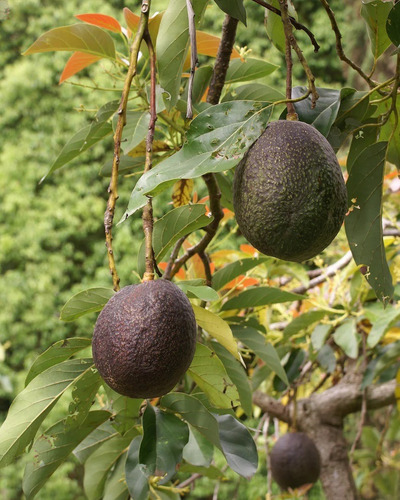 Aguacate Hass ( Injerto ) Alta Producción 