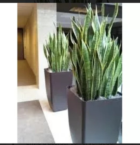 Planta Sansevieria Lengua De Suegra