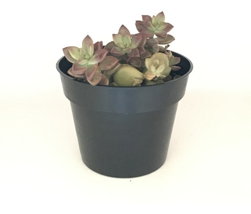 Imagen 1 de 1 de Planta Graptopetalum Bronze Suculenta
