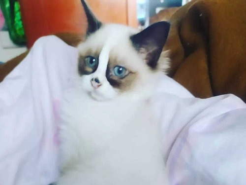 Imagen 3 de 10 de Gatos Ragdoll Birmanos Criador