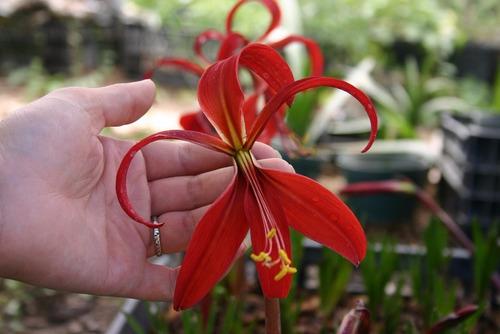 Bulbos De Sprekelia (flor De Liz) Bulbos T16+ Bulbos Holanda | MercadoLibre