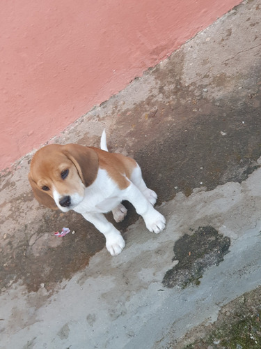 Filhotes De Beagle