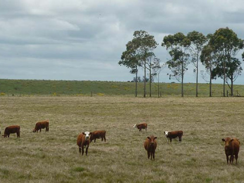 Venta Campo En Rocha 1519 La Pedrera Marítimo Ganadero (ref: Cbr-1233)