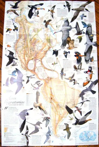 Aves Migratorias Mapa Nat Geo Lamina Color Pajaros Mundo (Usado)