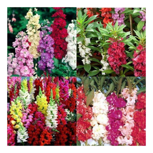 Balsamina Dobrada Sortida - 3grs/ 330 Sementes Aproximado