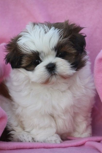 Hermosos Cachorros Shih Tzu Perros Shitzu Disponibles