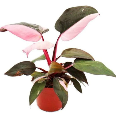 Kit 4 Arbustos Philodendron Pink 20cm Para Exterior