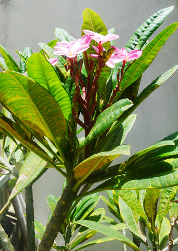 Plantas Flor De Mayo, Arbol De Flores Rosadas En Ramillete