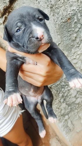 Imagem 4 de 5 de Filhotes De Pit Bull Puro