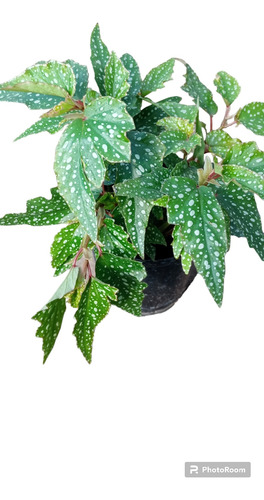 Planta De Begonia Cascada Interior 