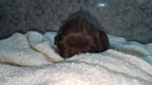 Preciosa Hembrita Shih Tzu - Shihtzu Chocolates Kcc (Usado)