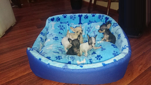 Bellos Chihuahua Mini Cachorros Puros Hembra Y Macho