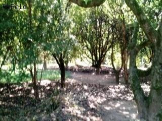 Imagem 21 de 23 de Chácara À Venda Em Chácara Primavera - Ch115716