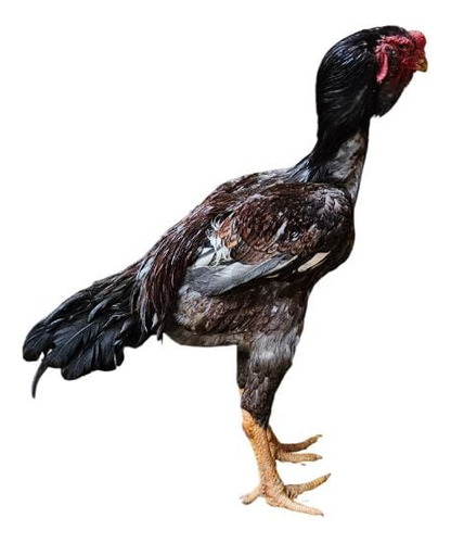Ovos Calcuta Cara De Coruja Ferteis 12 Unidades
