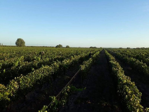 Imagen 19 de 30 de 3 Fincas Con Bodega En Venta Cañada Seca.