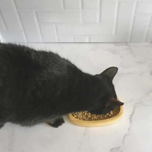 Imagen 5 de 8 de Comedero Plato Para Gatos Combo X 3 Unidades - Envio Gratis