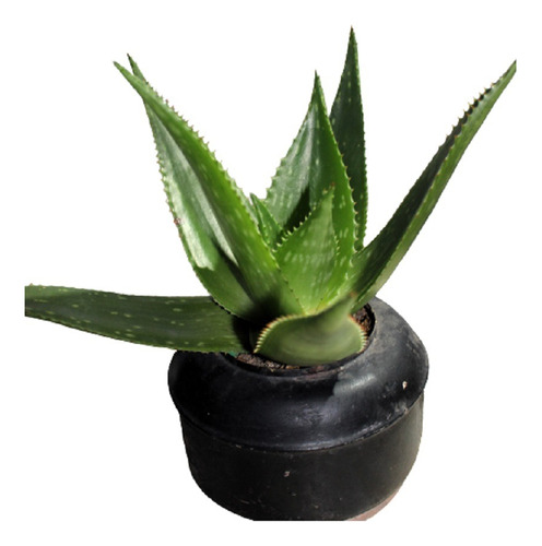 2 Plantas Aloe Vera Saponaria - Maceta Reciclada 30 Cm Aprox