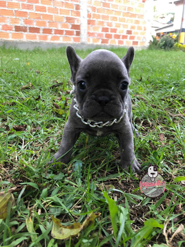 Imagen 2 de 5 de Cachorra Bulldog Frances Blue Rionegro Medellín Bogotá
